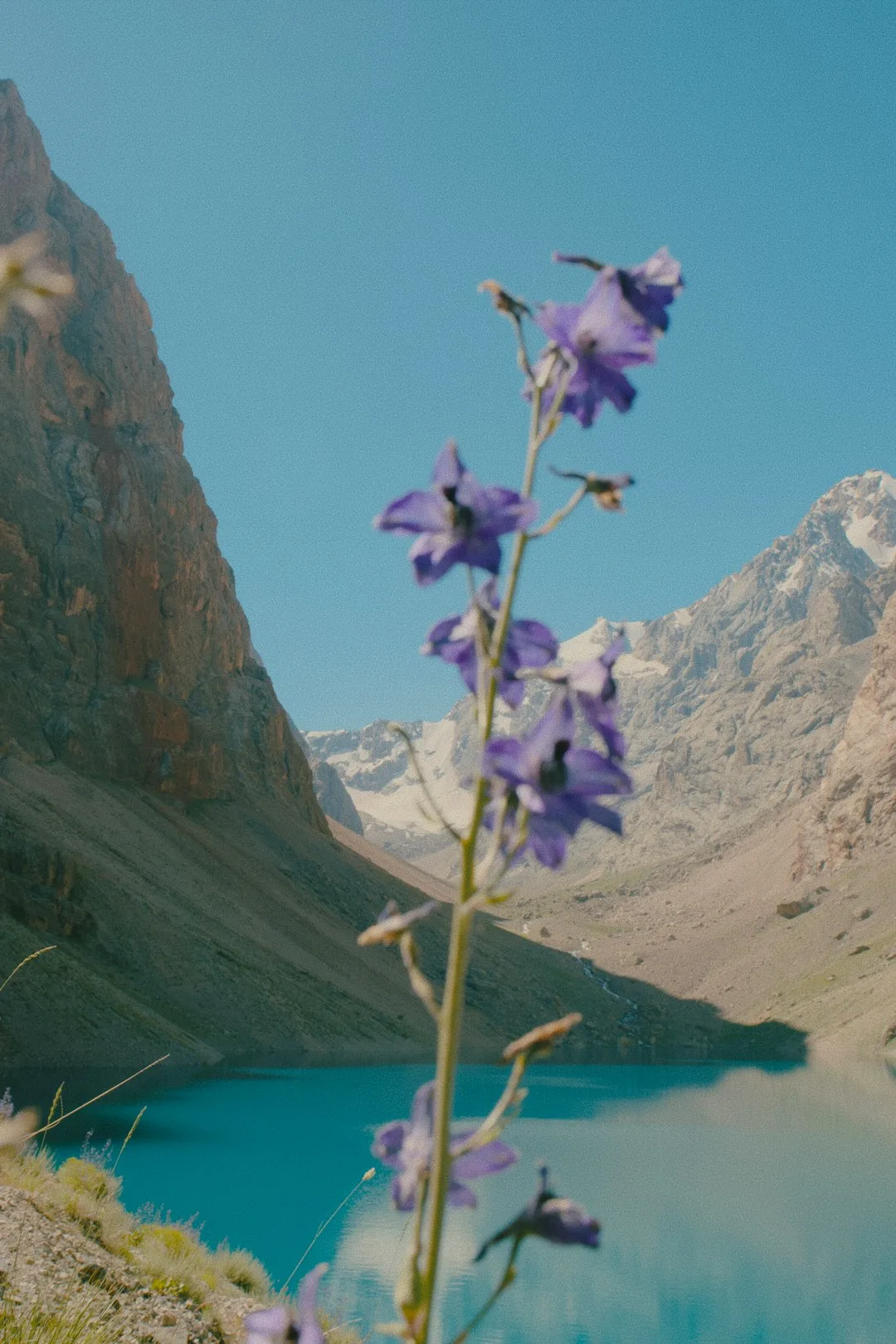 Photo by Hanna Lazar A purple delphinium flower in focus before a turquoise mountain lake